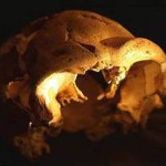 L’Uomo è più vecchio di 700.000 anni! Due studi retrodatano la comparsa dell’Uomo sulla Terra