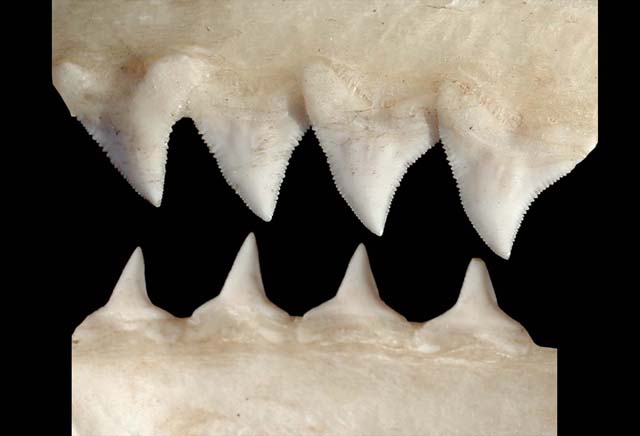 Carcharhinus_obscurus_teeth